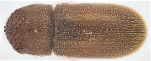 Stegomerus vulgaris 13711