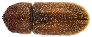 Stegomerus vulgaris 13711