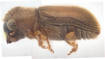Stegomerus vulgaris 13711