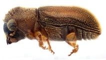 Stegomerus vulgaris 13711
