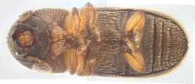 Stegomerus vulgaris 13711