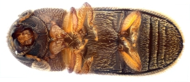 Stegomerus vulgaris 13711