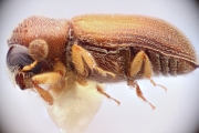 Stegomerus vulgaris 12283