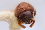 Stegomerus vulgaris 12283
