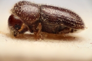 Hypothenemus brunneus 14951