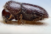 Hypothenemus brunneus 14951