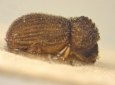 Stephanopodius dispar 10424