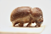 Stephanopodius ghanaensis 14924