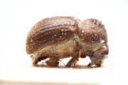 Stephanopodius ghanaensis 14924