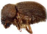 Stephanopodius ghanaensis 12254