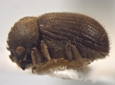 Stephanopodius ghanaensis 12254