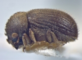 Stephanopodius ghanaensis 12254
