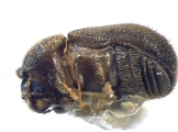Stephanopodius ghanaensis 12254