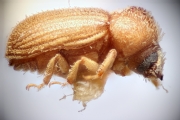 Stephanopodius usambaricus 14925