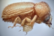 Stephanopodius usambaricus 14925
