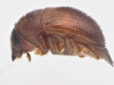 Strombophorus movoliae 13950
