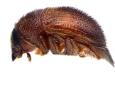 Strombophorus movoliae 13950