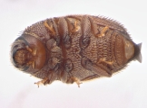 Strombophorus movoliae 13950