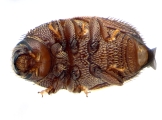 Strombophorus movoliae 13950