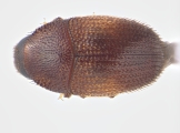 Strombophorus movoliae 13950