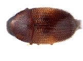 Strombophorus movoliae 13950