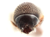Styphlosoma spp 12286