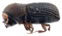 Styphlosoma spp 12286