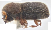 Styphlosoma spp 12286