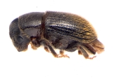 Sueus niisimai 13717