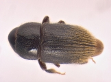 Sueus niisimai 13717