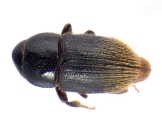 Sueus niisimai 13717