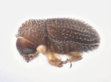 Trischidias atomus 12499