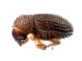 Trischidias atomus 12499