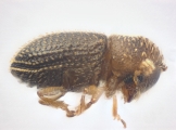 Trischidias atomus 13712