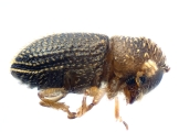 Trischidias atomus 13712