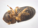 Trischidias atomus 13712