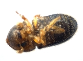 Trischidias atomus 13712