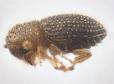 Trischidias atomus 13712