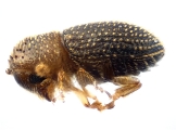 Trischidias atomus 13712