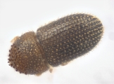 Trischidias atomus 13712