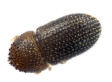 Trischidias atomus 13712