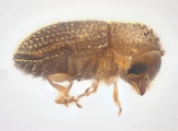 Trischidias atomus 13967