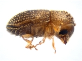 Trischidias atomus 13967