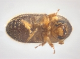 Trischidias atomus 13967