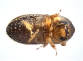 Trischidias atomus 13967