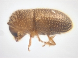 Trischidias atomus 13967