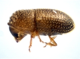 Trischidias atomus 13967