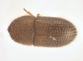Trischidias atomus 13967