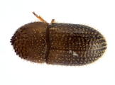Trischidias atomus 13967