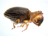 Trischidias atomus 14150